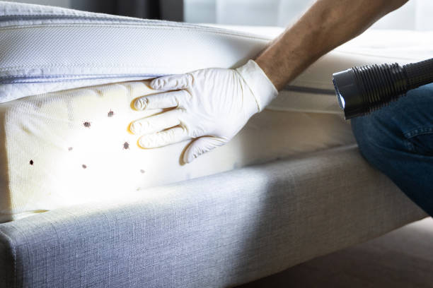 Best Wasp Removal Services  in Collinsville, OK